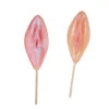 Vagina Lolli -FaschingFreude Verkäufe lolli vagina muschi lutscher lolly scheide pussy lolli lutscher moese sexy scherzartikel fuer jga 29683