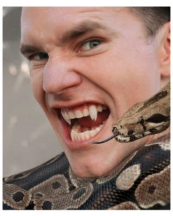 Scarecrow Viper Split Vampirzähne 9 Scarecrow Viper Split Vampirzähne -FaschingFreude Verkäufe scarecrow viper split vampirzaehne vampirzaehne vampirzaehne darculazaehne 23704 04