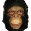 Schimpansen Affenmaske -FaschingFreude Verkäufe schimpansen maske mit kunsthaar chimp mask affen maske tiermaske 21528 01