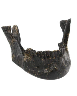 Schwarzer Unterkiefer Als Visitenkartenhalter -FaschingFreude Verkäufe schwarz goldener unterkiefer als visistenkartenhalter black golden jaw card holder gothic homeware 53185 02